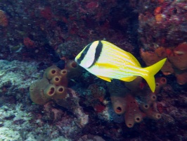 Porkfish IMG 3025